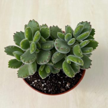 Cotyledon tomentosa nagy méretű