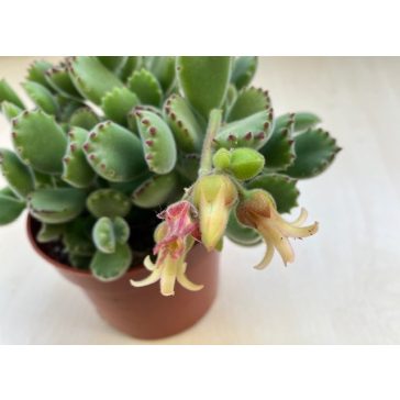 Cotyledon tomentosa nagy méretű