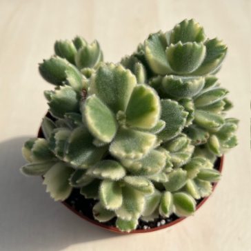 Cotyledon tomentosa 'Variegata' nagy méretű