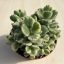 Cotyledon tomentosa 'Variegata' nagy méretű