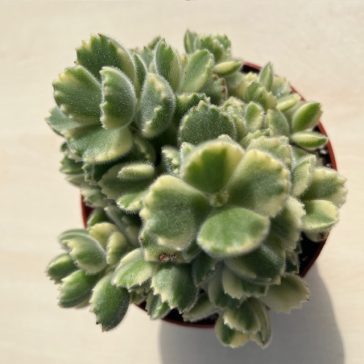 Cotyledon tomentosa 'Variegata' nagy méretű