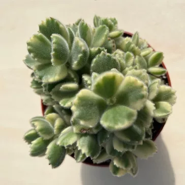 Cotyledon tomentosa 'Variegata' nagy méretű