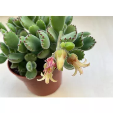 Cotyledon tomentosa 'Variegata' nagy méretű