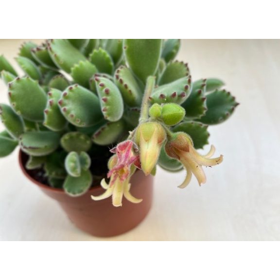 Cotyledon tomentosa 'Variegata' nagy méretű