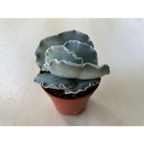 Cotyledon undulata