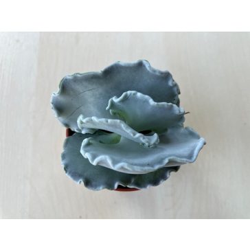 Cotyledon undulata