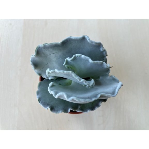 Cotyledon undulata