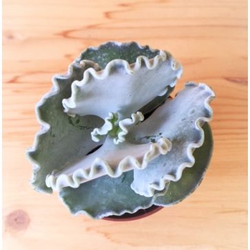 Cotyledon undulata