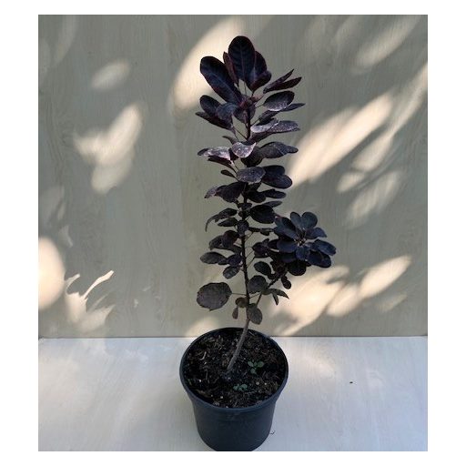 Cotinus coggygria ‘Royal Purple’ - cserszömörce