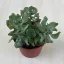 Crassula arborescens undulatifolia 'Curly Green'