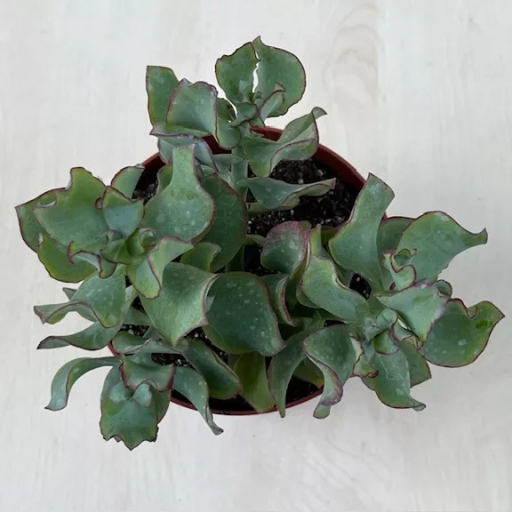 Crassula arborescens undulatifolia 'Curly Green'
