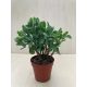 Crassula arborescens undulatifolia