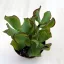 Crassula arborescens undulatifolia 'Curly Green'