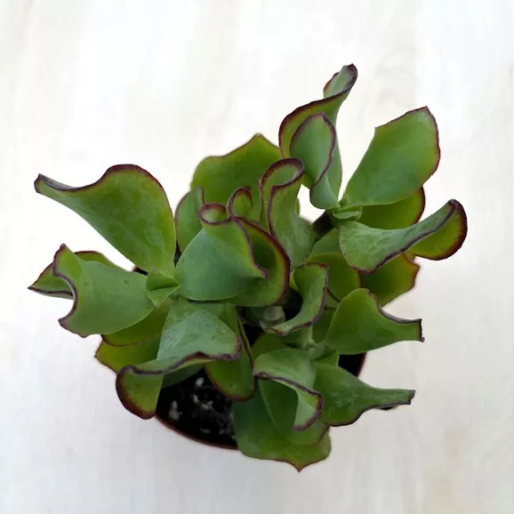 Crassula arborescens undulatifolia 'Curly Green'