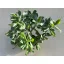 Crassula arborescens undulatifolia