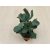 Crassula arborescens undulatifolia