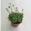 Crassula atropurpurea var. watermeyeri