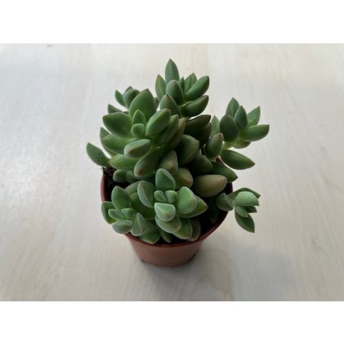 Crassula ausensis 