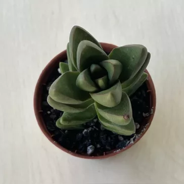 Crassula 'Ben'