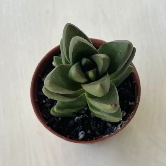 Crassula 'Ben'