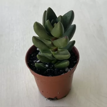Crassula 'Ben'