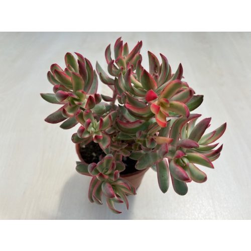 Crassula rubricaulis 'Candy Cane' nagyobb