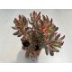 Crassula rubricaulis 'Candy Cane' nagyobb