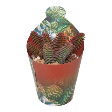 Crassula capitella thyrsiflora
