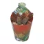 Crassula capitella thyrsiflora