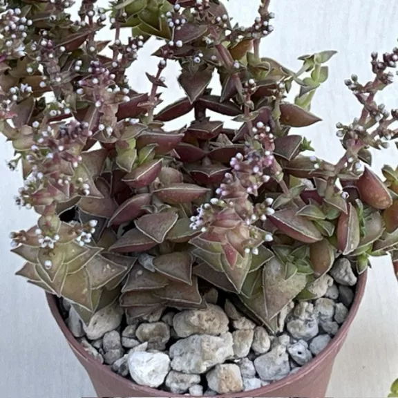Crassula capitella thyrsiflora