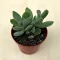 Crassula rupestris