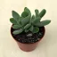 Crassula rupestris