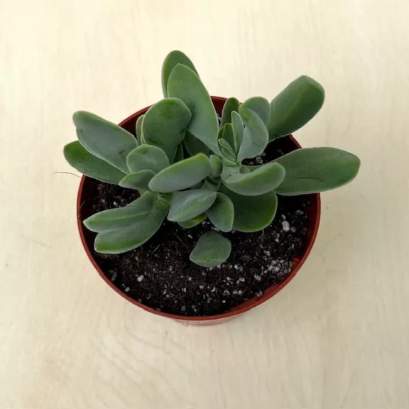 Crassula rupestris