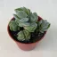 Crassula deceptor