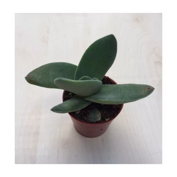 Crassula falcata Crassula falcata