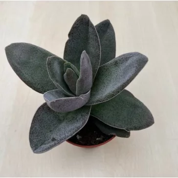 Crassula 'Garnet Lotus'