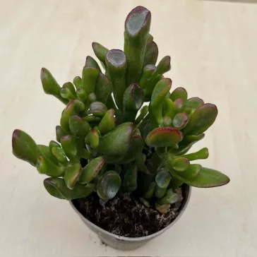 Crassula ovata 'Gollum' nagy