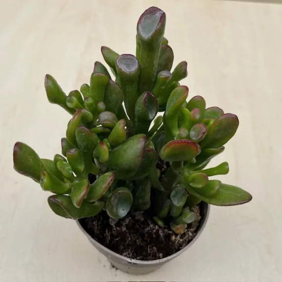 Crassula ovata 'Gollum' nagy Crassula ovata 'Gollum' nagy