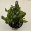 Crassula ovata 'Gollum' nagy