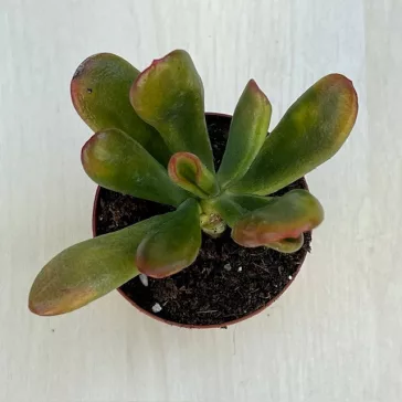 Crassula ovata 
