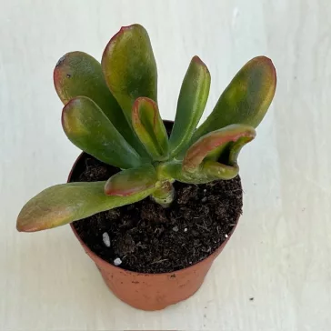 Crassula ovata 