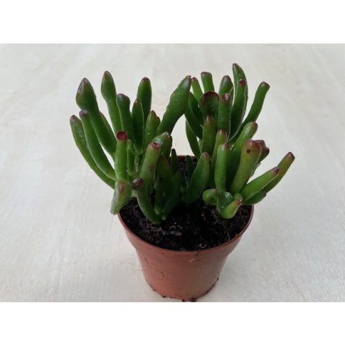 Crassula ovata 