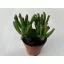 Crassula ovata 