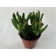 Crassula ovata 