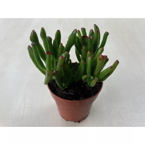 Crassula ovata 