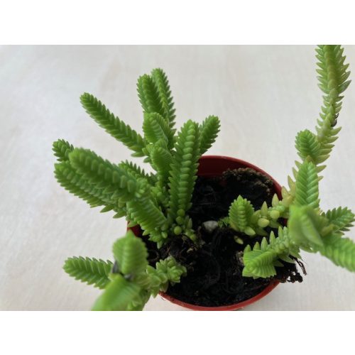 Crassula 