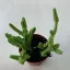 Crassula 