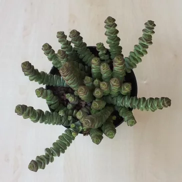Crassula rupestris subsp marnieriana