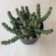 Crassula rupestris subsp marnieriana