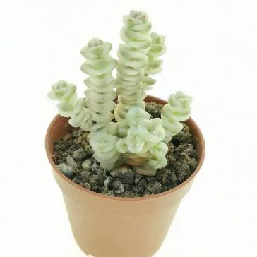 Crassula rupestris subsp marnieriana variegata